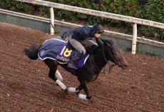 【朝日杯ＦＳ・山本理貴の特注馬】能力の高いミュージアムマイル　黄菊賞の勝ちっぷりは圧巻