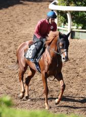 【スポーツ報知杯中京２歳Ｓ】ヤマニンシュラは初芝でも侮れない　斉藤崇調教師「ダート馬という感じでもないです」