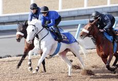 【有馬記念】史上初めて白毛馬で出走するハヤヤッコが意欲的な調教　国枝調教師「十分過ぎる負荷」