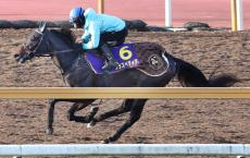 【朝日杯ＦＳ】未勝利馬が３週続けての併せ馬で課題改善　河嶋調教師も満足「行きっぷりが良くなった」