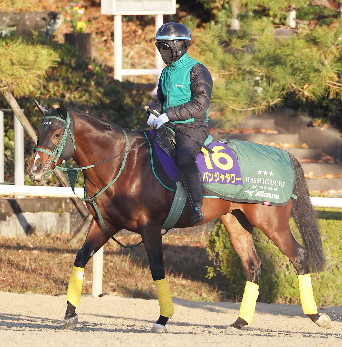 【朝日杯ＦＳ】パンジャタワーは坂路でシャープな走り　橋口調教師「前走よりも良かった」