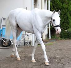 【有馬記念】史上初めて白毛馬で挑むハヤヤッコが一発ムード　国枝調教師は０７年の大金星の再現なるか