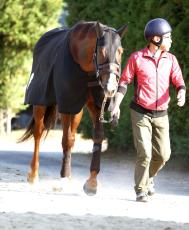 【阪神カップ】ラストラン迎えるセリフォスが有終の美飾る　陣営「うまく折り合いをつけていい走りができれば」