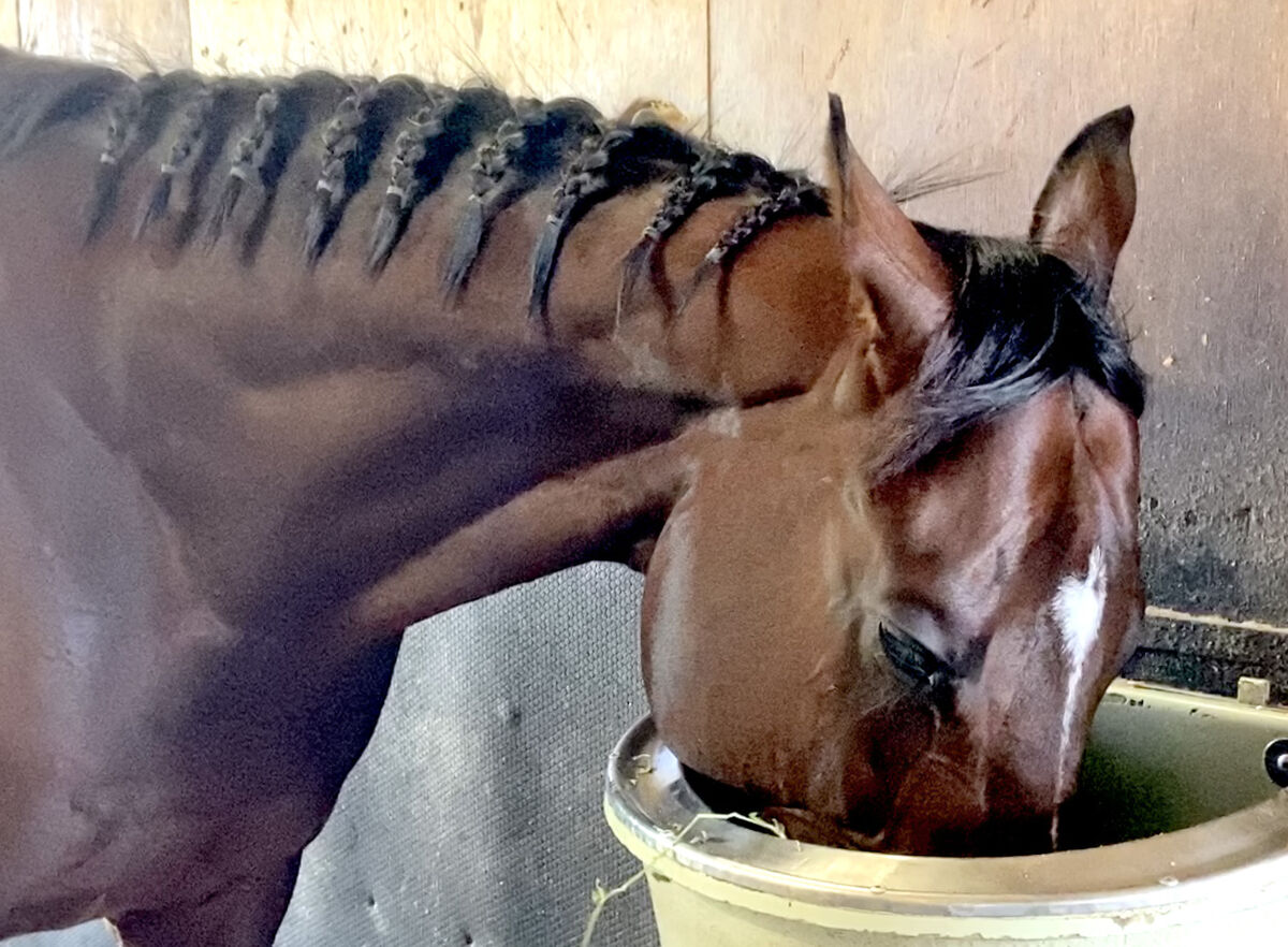 【有馬記念】ドウデュースに「脳を焼かれた」記者の撮っておき写真大公開♡