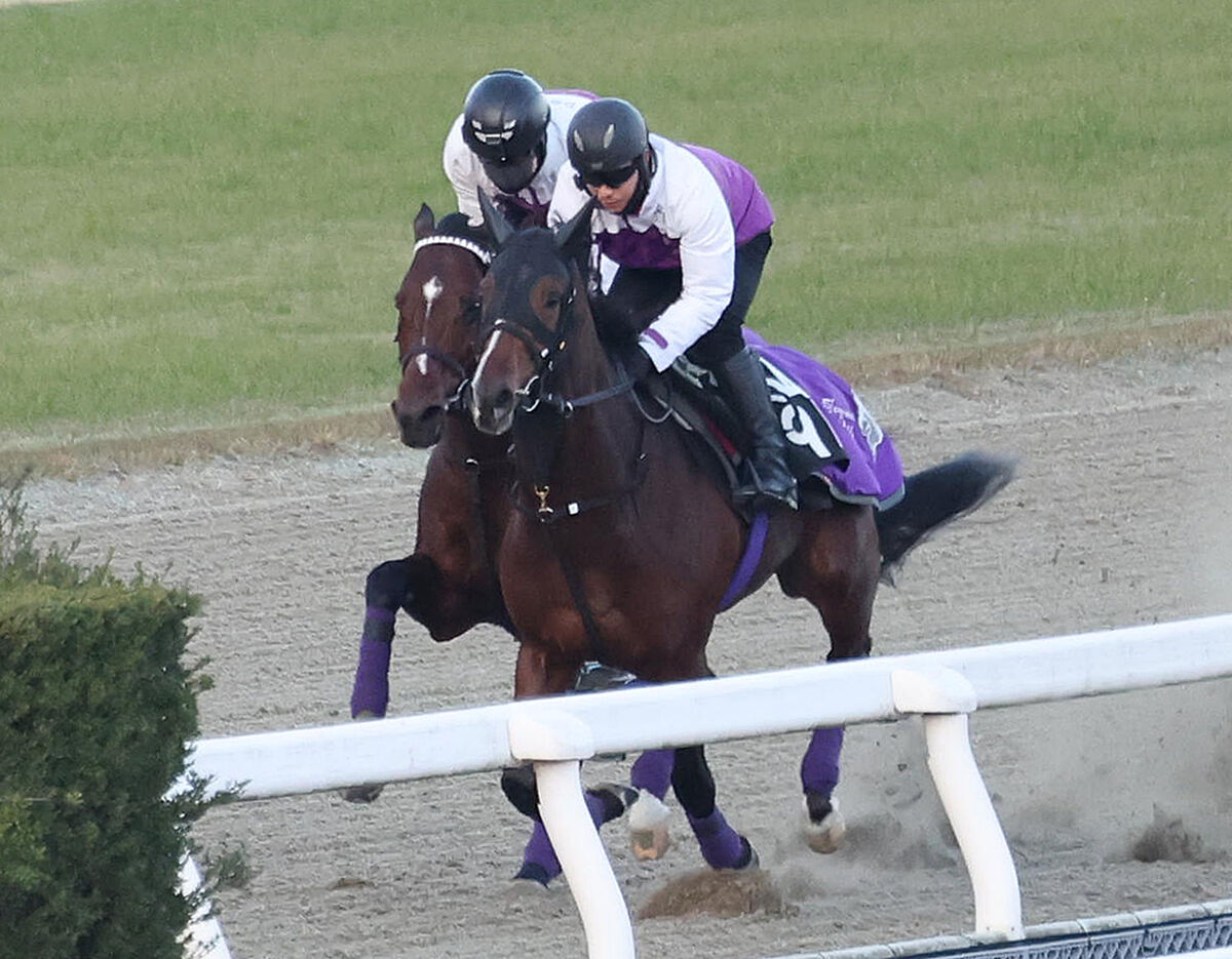 【有馬記念】ドウデュースが現役最後の追い切り　出迎えた武豊騎手「担当の前川さんにも『完璧です』と言われた。勝って終わりたい」