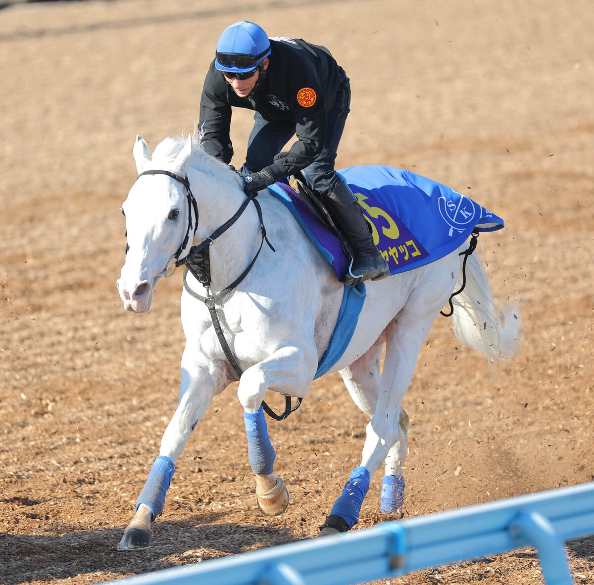 【有馬記念】白毛のアイドル馬ハヤヤッコは「元気いっぱい」　吉田豊騎手を背に最終追い切り