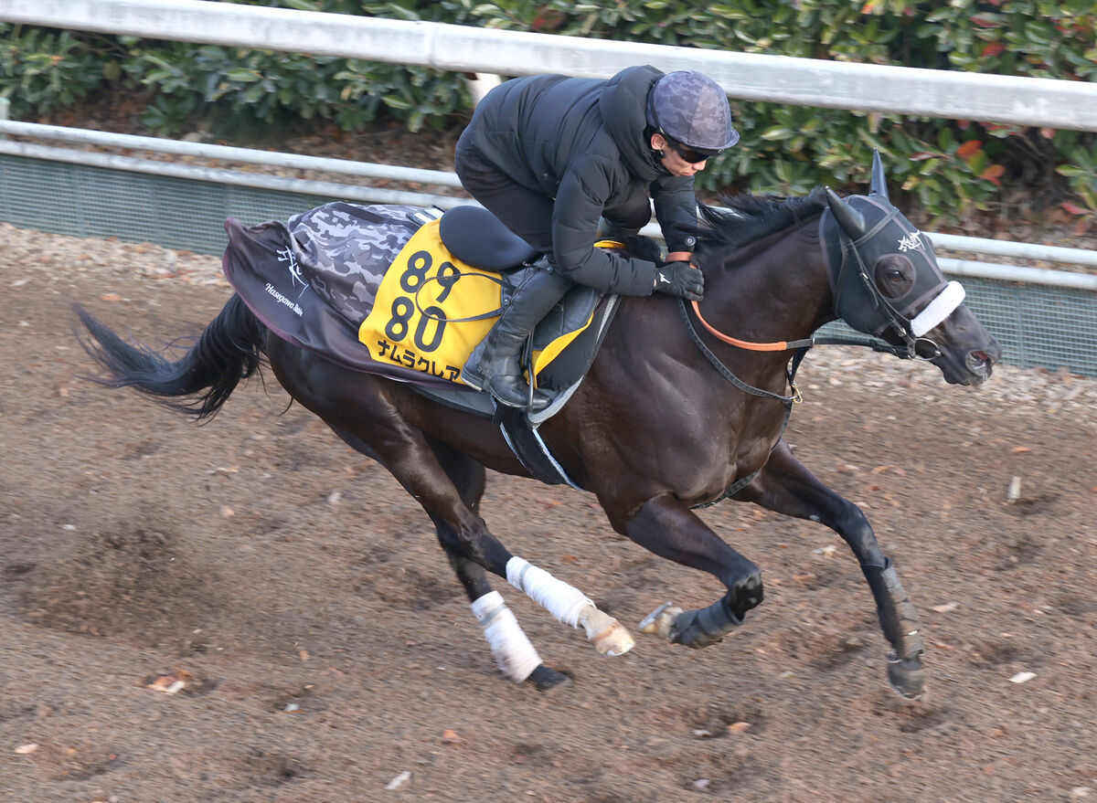 【阪神カップ】状態は太鼓判のナムラクレア「ここを勝ちに行きたい」　長谷川調教師が期待を寄せる新鞍上