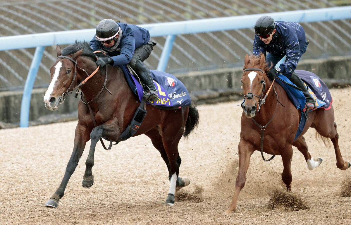 【有馬記念】ローシャムパークは海外遠征後も順調そのもの　田中博調教師は舞台適性に言及