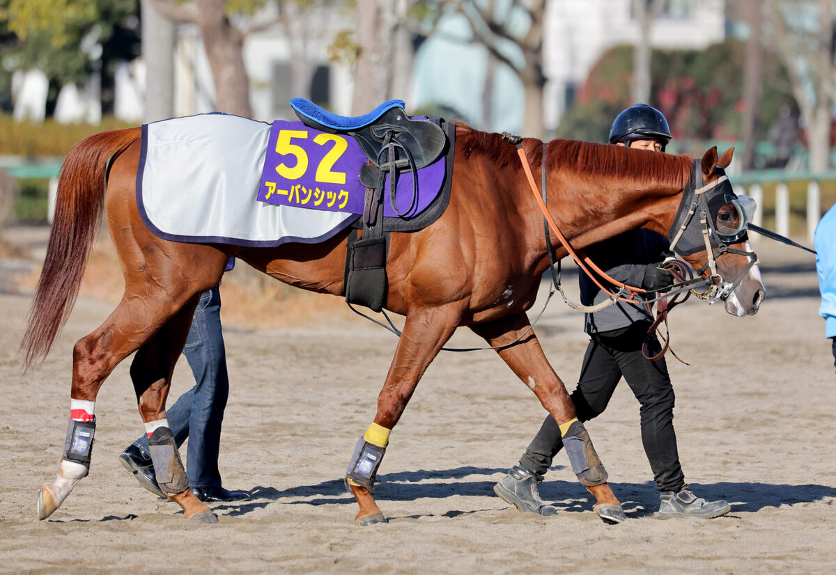 【有馬記念】アーバンシックは馬体にメリハリ　武井調教師は枠順抽選会を経て表彰式への登壇に意欲アップ