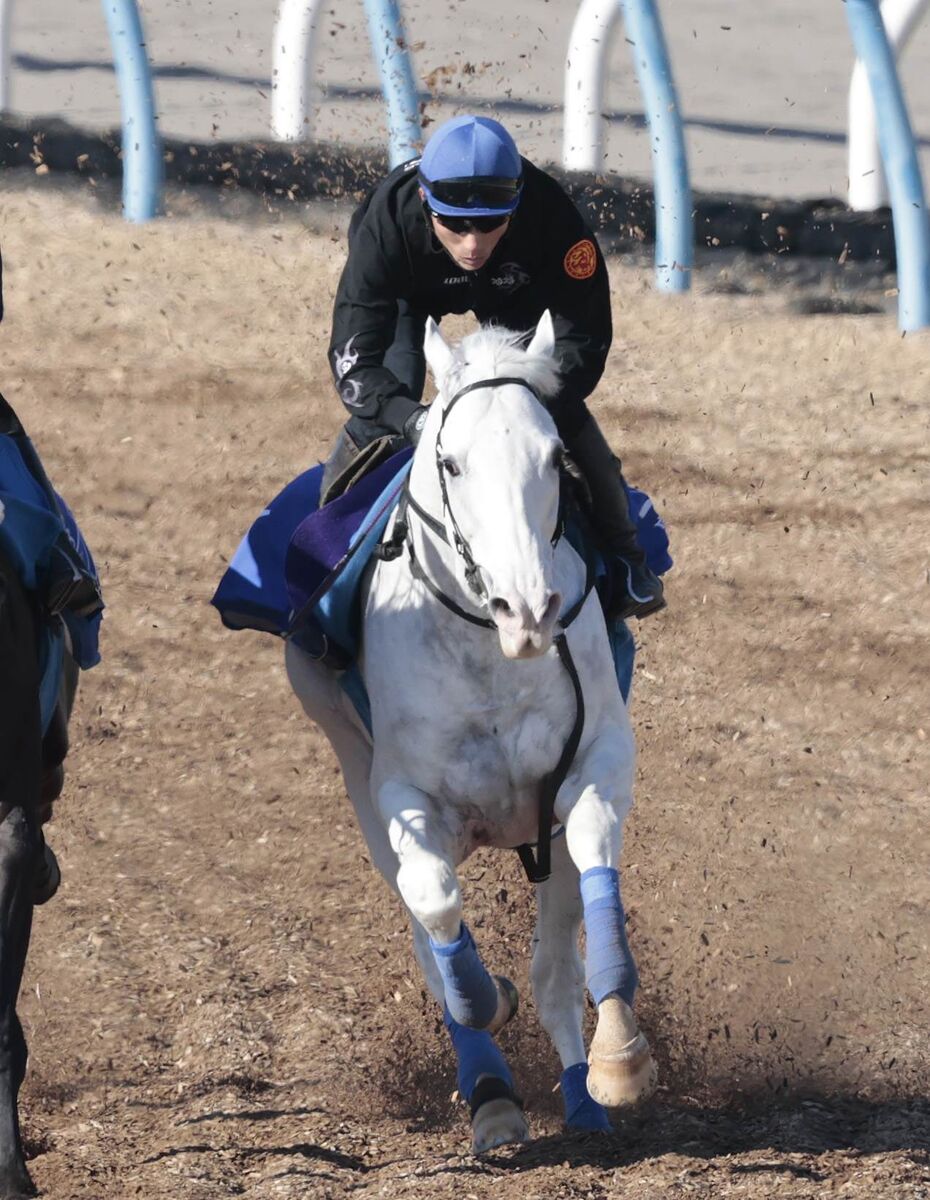 【有馬記念】ハヤヤッコにファンから多くのお守り届く　初めての有馬へ陣営「期待の大きさを感じています」