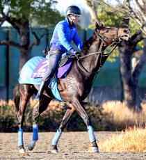 【ホープフルＳ・イシゴーの特注馬】アマキヒの勝負強さは３冠牝馬の母アパパネ譲りか