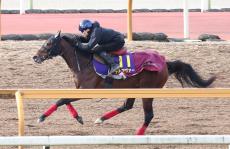 【ホープフルＳ・ヤマタケの特注馬】腕利きの担当助手から最新取材で熱い言葉が続々　良血デルアヴァーが一変だ