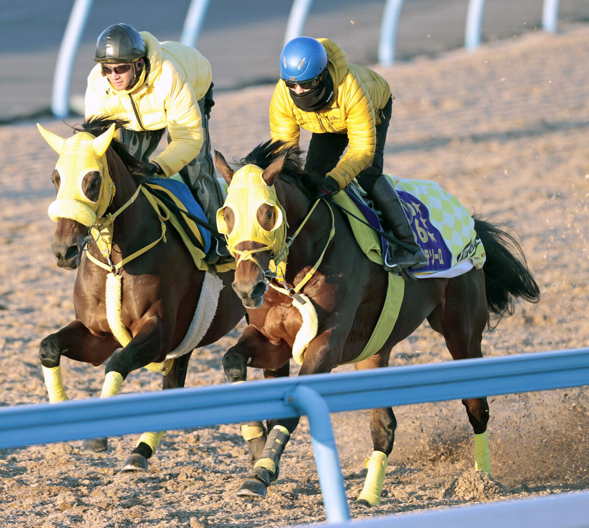 【東京大賞典】３連覇狙うウシュバテソーロはウィルソンテソーロと豪華な併せ馬で併入