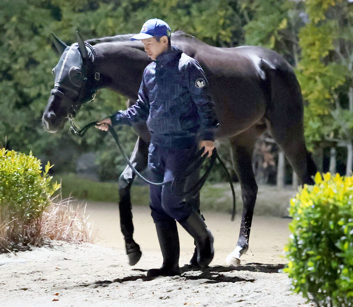 【ホープフルＳ】クロワデュノールは３枠６番　無傷３連勝へ陣営「精いっぱい力を出せる状態」