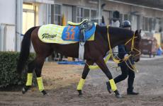 土曜中山競馬場の注目激走馬…中山１２Ｒファイナルステークス