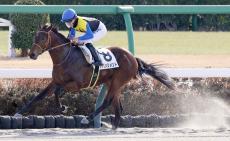 【中山１Ｒ・２歳未勝利】堀調教師がＪＲＡ通算８００勝を達成　１番人気のアパッシメントが勝利