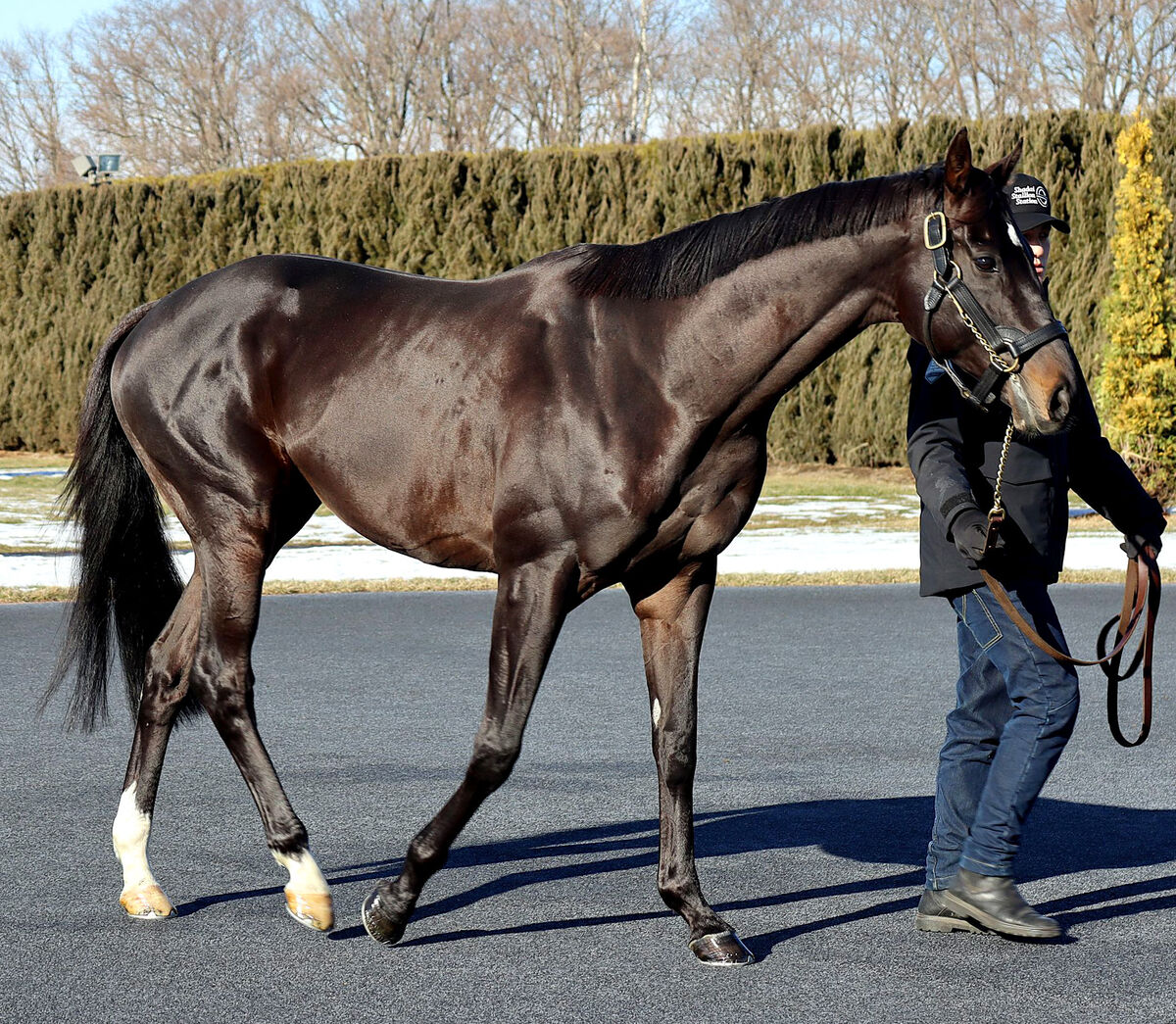 シャフリヤールが社台スタリオンステーションに到着　馬房はドウデュースの真向かい