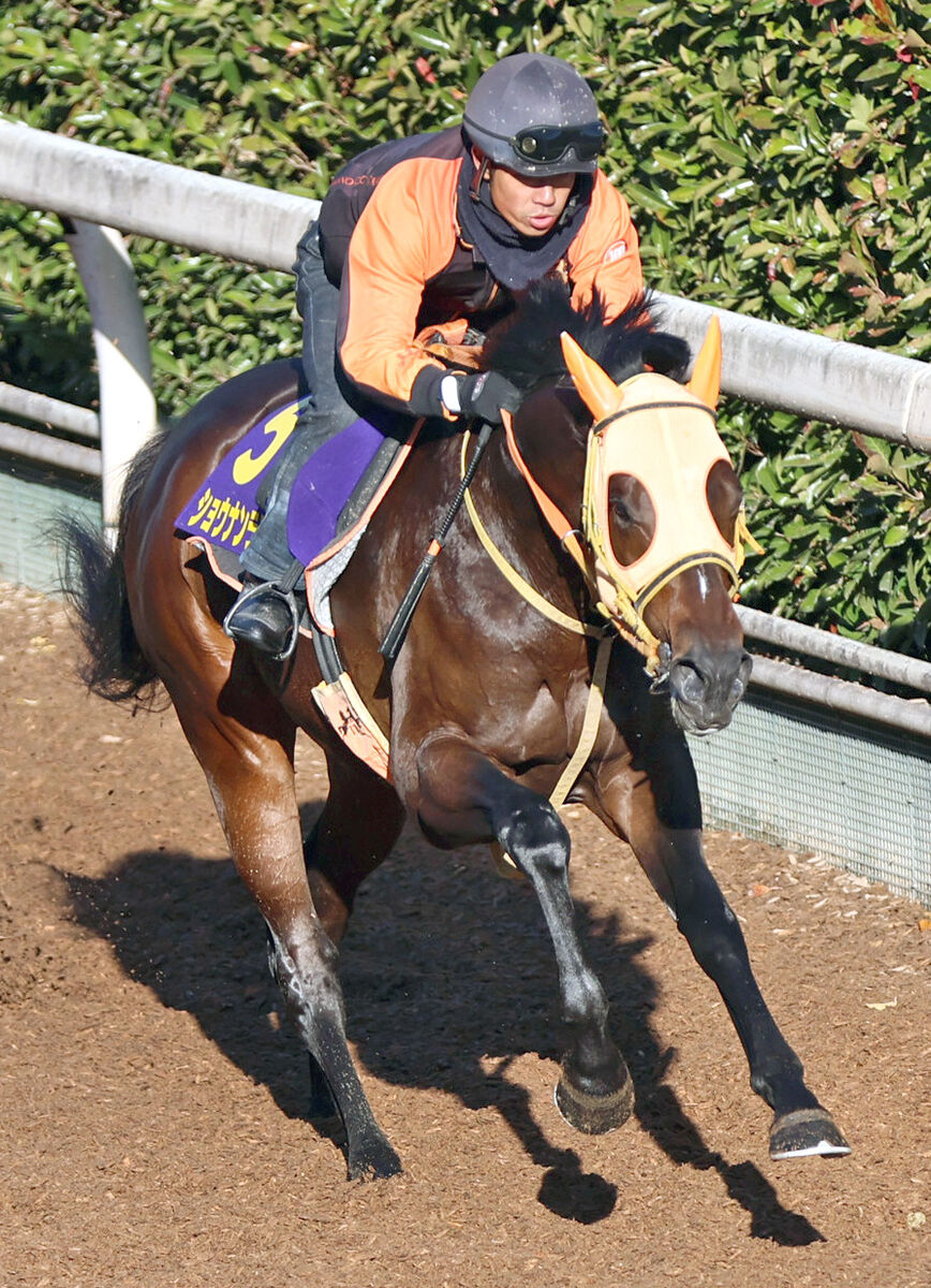 【２０２５年注目馬】確かな成長たどるショウナンラプンタ　鮫島克駿騎手と人馬ともにＧ１初制覇へ