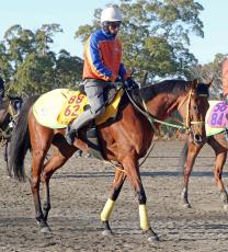 【中山金杯】骨折乗り越えて重賞Ｖのシンリョクカ　牝馬２４年ぶりの勝利目指す