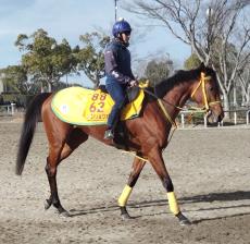 【中山金杯】新潟記念の再現狙うシンリョクカは木幡初也騎手を背に最先着　鞍上も納得の好調教に