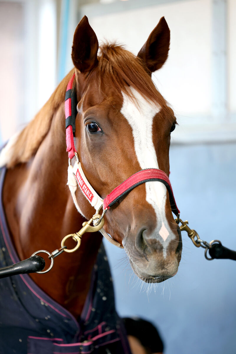 【注目馬動向】シンエンペラーはサウジアラビアからの始動が決定　フォーエバーヤングは予定通り、中東遠征へ