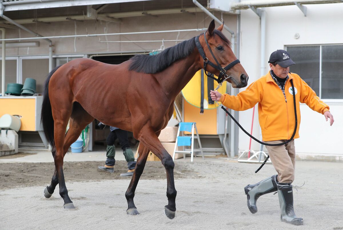 【中山金杯】シンリョクカが上昇ムードで最終調整　木幡初也騎手「チャンスだと思っている」