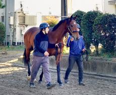 【ＰＯＧ】超良血馬アロンズロッドが待望の初勝利を目指して帰厩