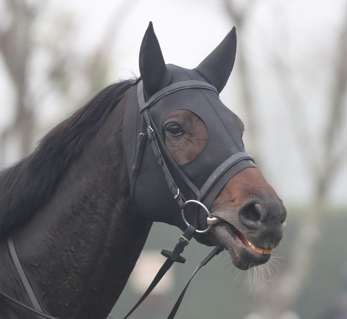 月曜中京競馬場の注目激走馬…中京１１Ｒ万葉ステークス