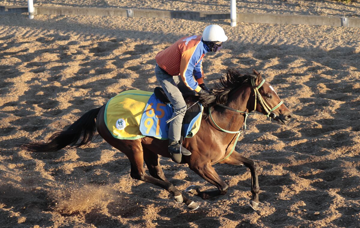 月曜中山競馬場の注目激走馬…中山１１Ｒサンライズステークス