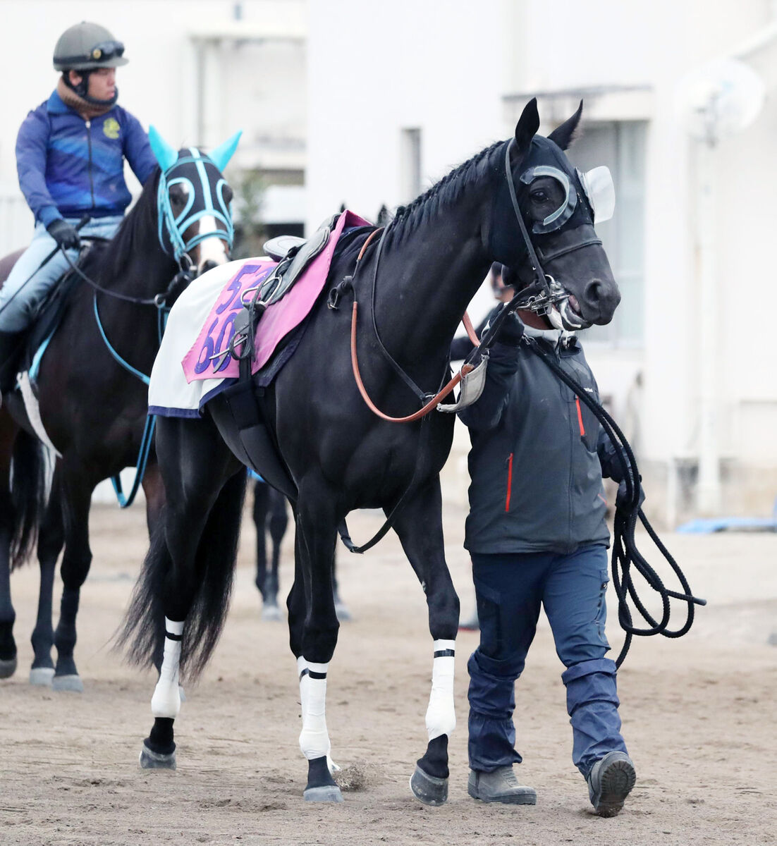 【フェアリーＳ・浅子の特注馬】負けたレースも好内容のシホリーン　菊花賞馬アーバンシックなどと調教積む