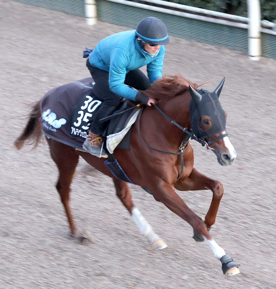 【シンザン記念】アルテヴェローチェは川田将雅騎手とのコンビで参戦決定　全休日明けも坂路で元気いっぱい