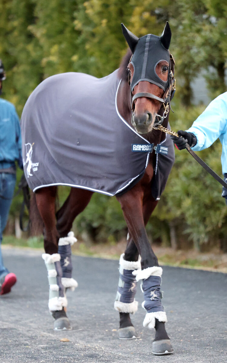 【注目馬動向】昨年の宝塚記念勝ち馬ブローザホーンは阪神大賞典から天皇賞・春へのローテを予定