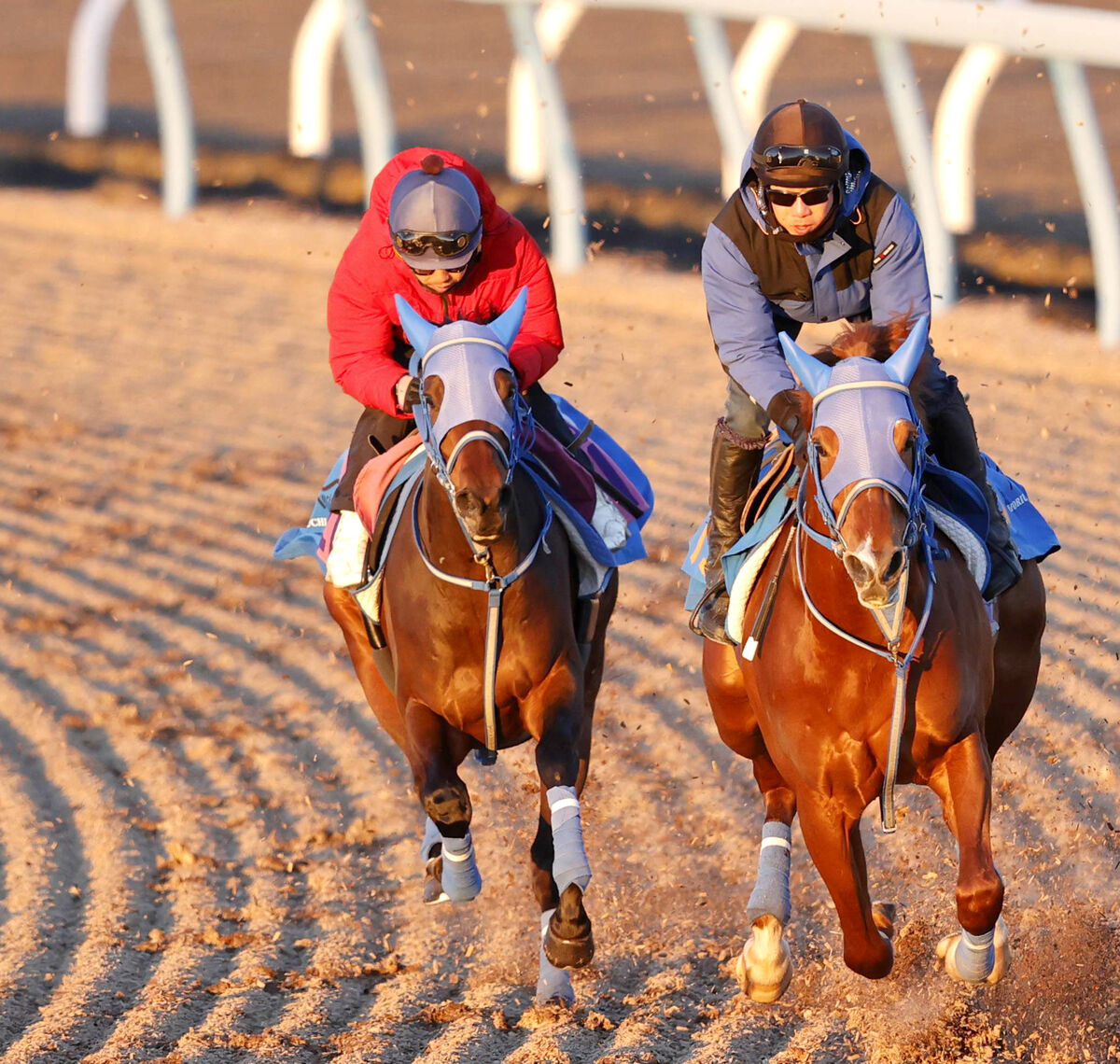 【フェアリーＳ】２勝馬ミーントゥビーは理想通りの調整でライバルをリード　抽選待ちなしでしっかり負荷