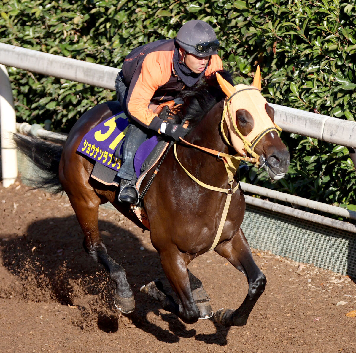 【日経新春杯】２５年の飛躍めざす４歳馬ショウナンラプンタが坂路で鋭伸　高野調教師「順調」「問題ないです」