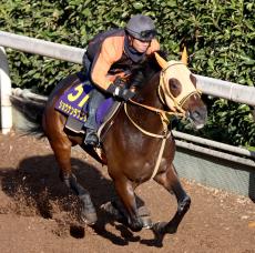 【日経新春杯】２５年の飛躍めざす４歳馬ショウナンラプンタが坂路で鋭伸　高野調教師「順調」「問題ないです」