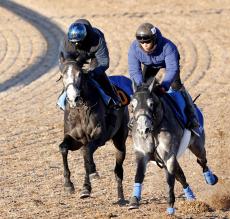 【シンザン記念】カラヴァジェスティはデビュー２連勝へ上積み十分　仕上がりは前走と「まるっきり違う」