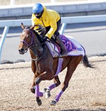 【フェアリーＳ】函館２歳Ｓ２着のニシノラヴァンダは小気味いいフットワーク　菅原明良騎手「確実に仕上がった」