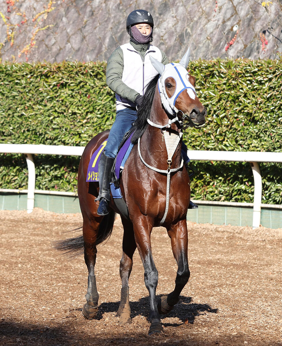 【日経新春杯】メイショウタバルが始動戦へ上々の動き　浜中俊騎手「今回の条件は結果出ている」舞台に手応え