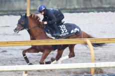 【シンザン記念】アルテヴェローチェが重賞２勝目へ好仕上がり　陣営「ここでは負けられない」