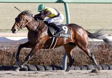 【黒竹賞】Ｇ１級３勝カフェファラオ全弟が５馬身差圧勝　Ｖ導いたキング姐さんは「まだ子供っぽい」完成途上の評価