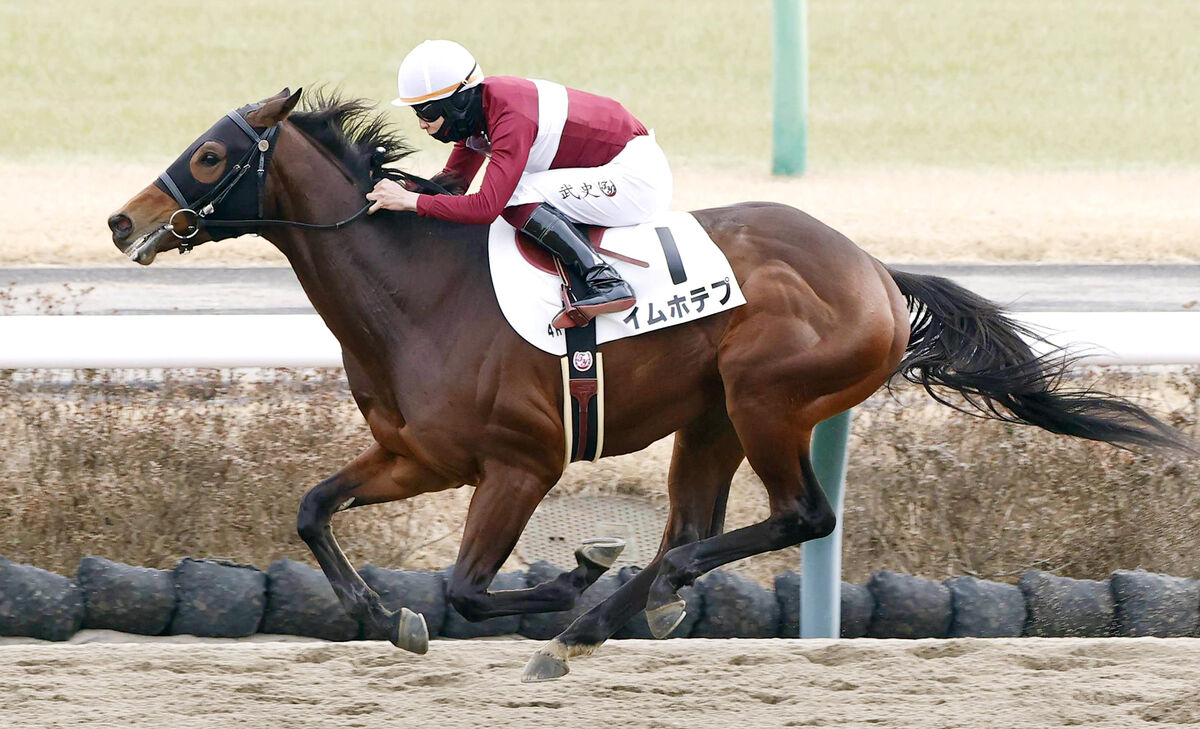 【中山４Ｒ・３歳新馬】１番人気のイムホテプが圧巻の９馬身差Ｖ　横山武史騎手「スピードの違いで自然と」