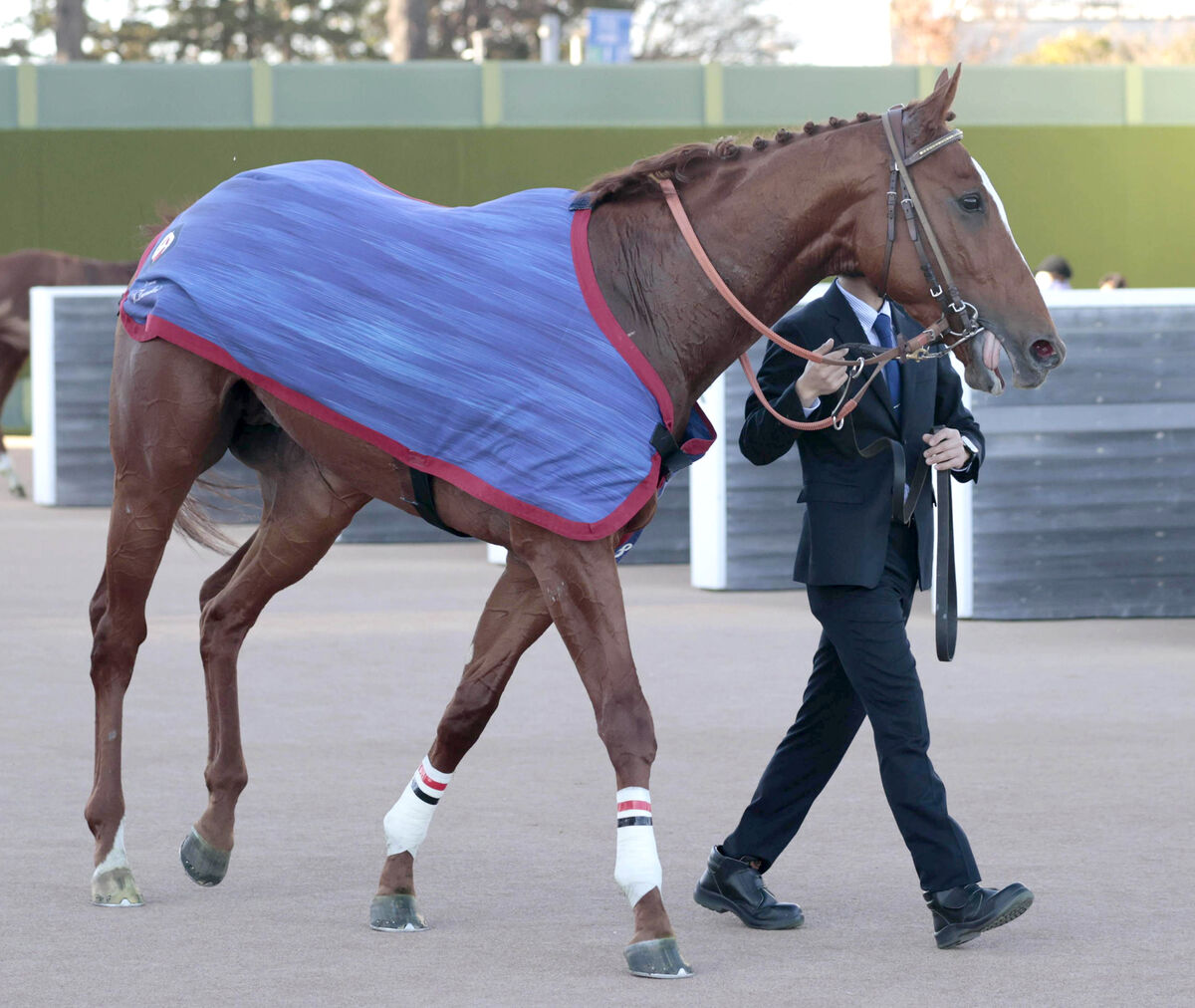 【注目馬動向】デビュー２連勝でひいらぎ賞ＶのデンクマールはスプリングＳへ