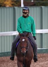 プロキオンＳのサンライズジパングは坂井瑠星騎手と初コンビ　主戦の武豊騎手が騎乗停止期間のため