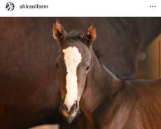 「父にそっくり」イクイノックス“長女”誕生に競馬ファン歓喜「流星がキレイ」「パパに似て美少女」