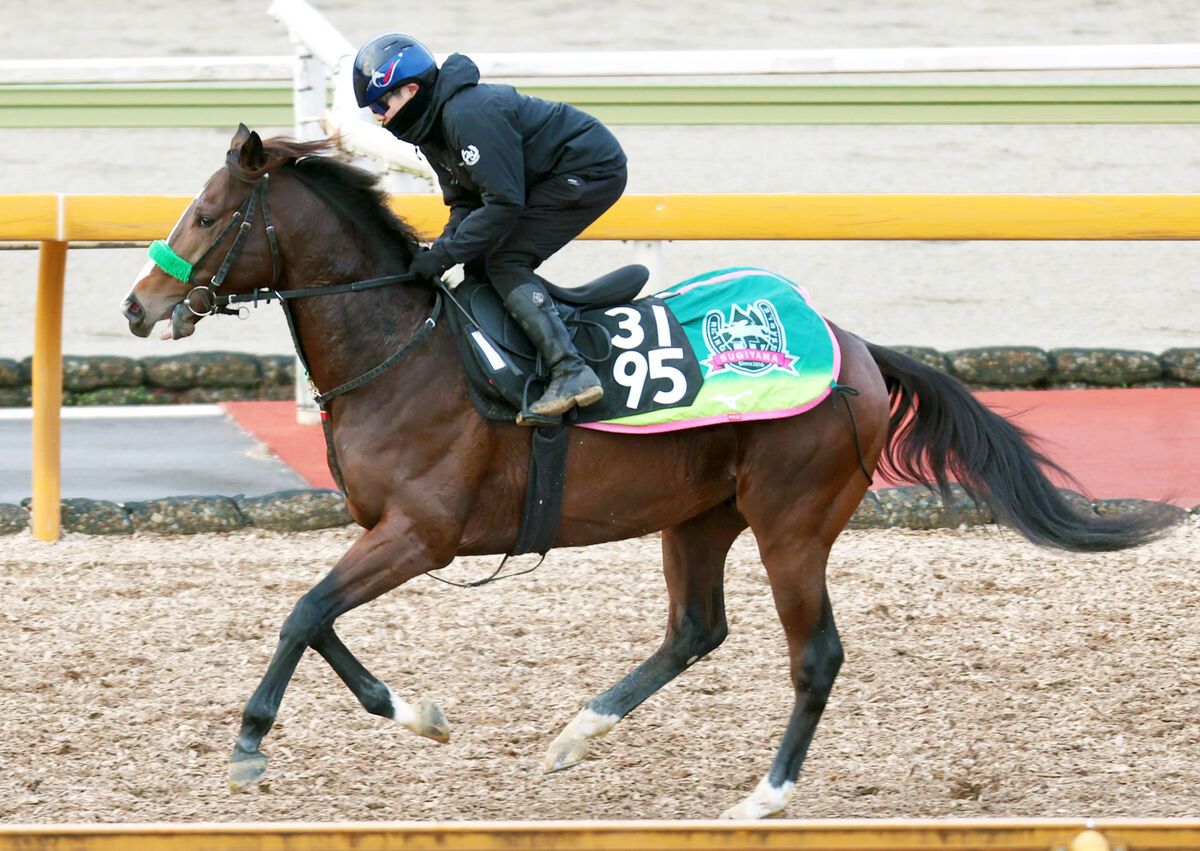 【京成杯】ゲルチュタールは坂路で力強い動き　杉山晴調教師「ポテンシャルはあると思います」