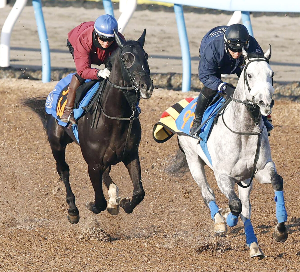 【京成杯】良血馬ガルダイアが杉原誠人騎手と初コンタクトで先着　「すごく乗り味がよくて」