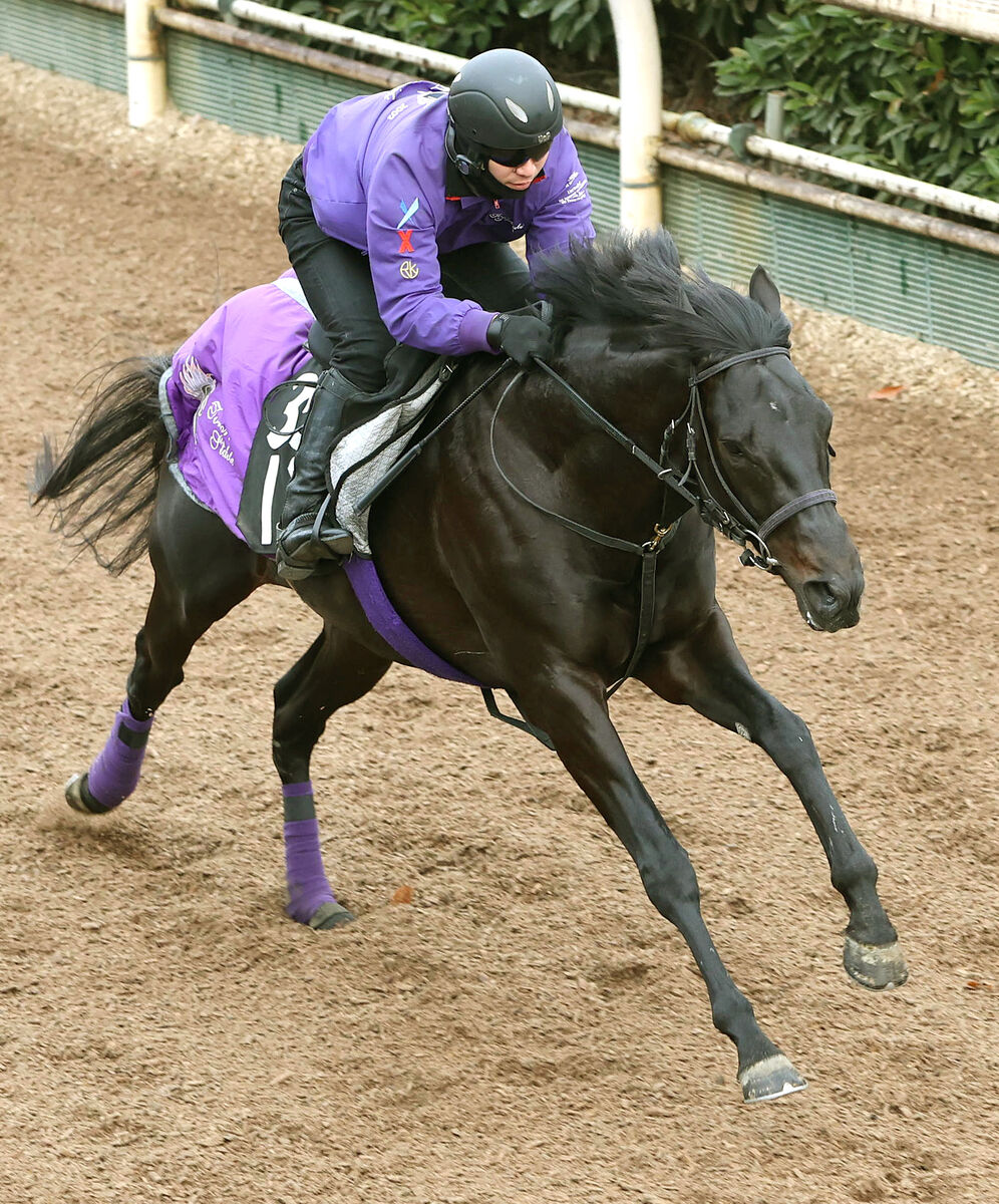 【京成杯】一戦ごとに上昇の世界的良血馬パーティハーン　友道調教師「中山のコーナー４つは合っている」