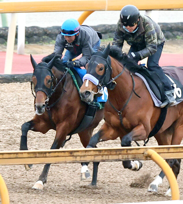 【日経新春杯】ヴェローチェエラはＣＷコースで軽快　須貝調教師「ようやくしっかりしてきた」