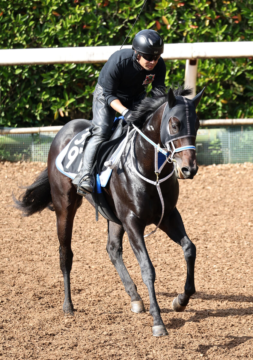 【注目馬動向】昨年の全日本２歳優駿２着馬のハッピーマンがサウジダービー参戦へ