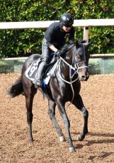 【注目馬動向】昨年の全日本２歳優駿２着馬のハッピーマンがサウジダービー参戦へ